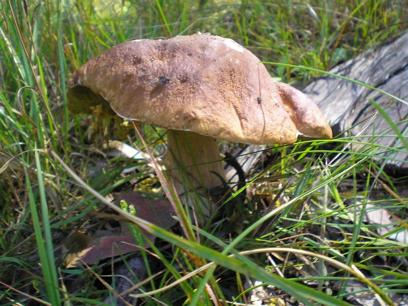 rowtras 066.jpg - c.d.